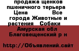 продажа щенков пшеничного терьера › Цена ­ 35 000 - Все города Животные и растения » Собаки   . Амурская обл.,Благовещенский р-н